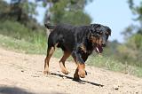 JAGDTERRIER ALLEMAND 037
